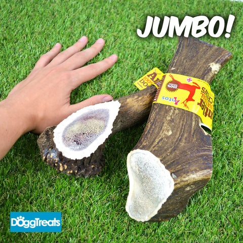 JUMBO ANTOS ANTLER DOG CHEWS